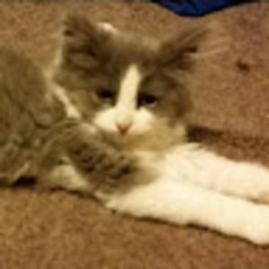 Meet your Posher, Ac